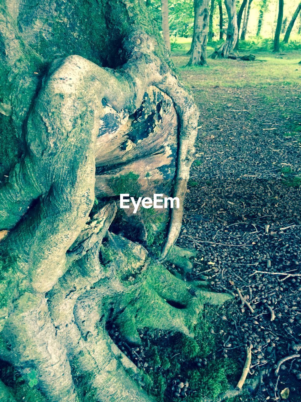 Trees growing on field in forest