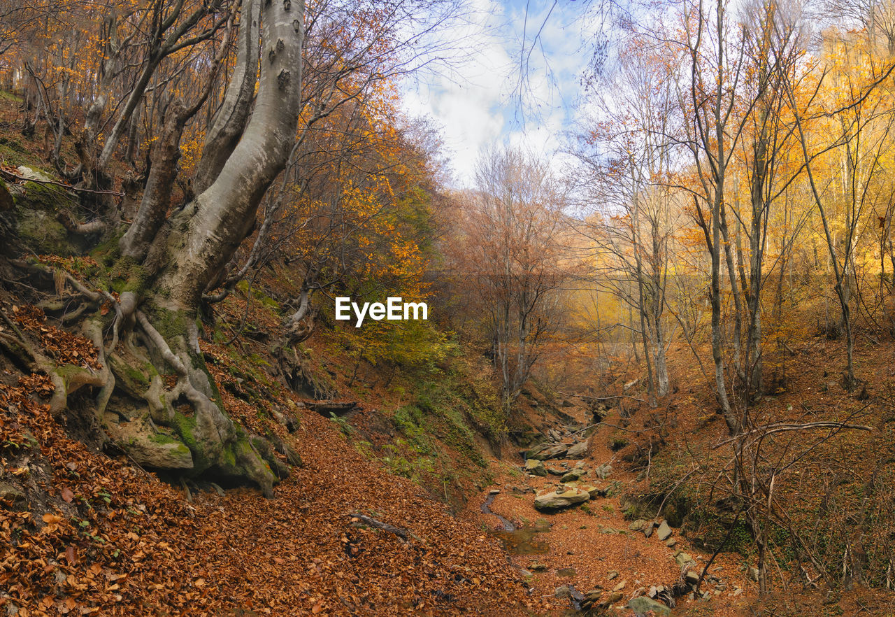 Landscape of autumn forest.