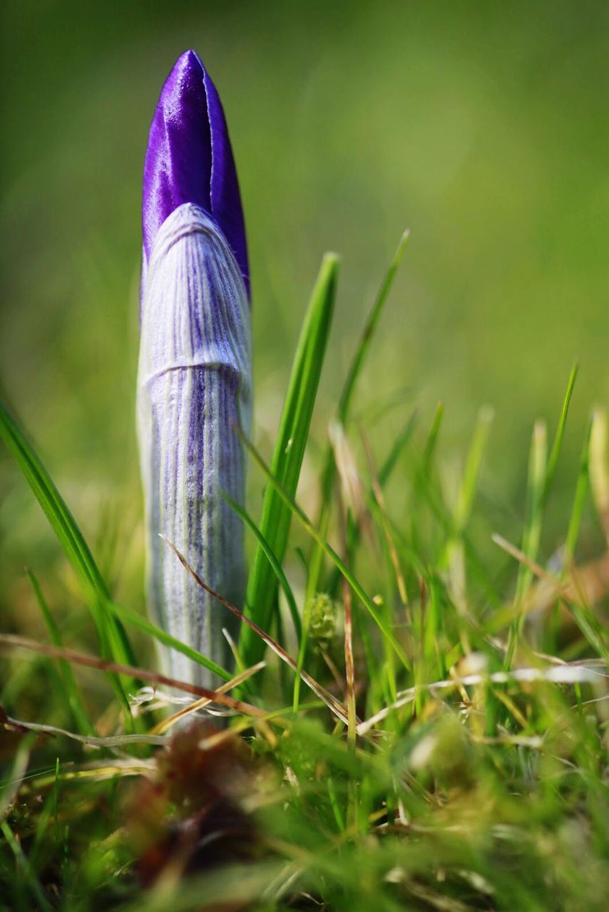 Close-up of flower growing on the ground