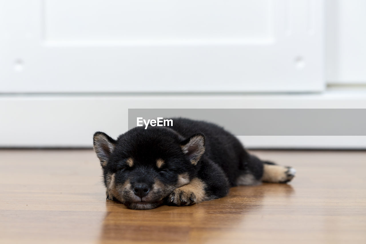 A shiba inu puppy lying in the room. shiba inu sleep on wood floor.