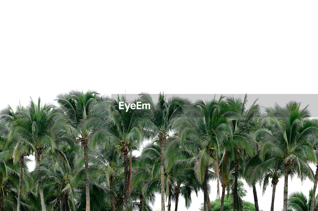 COCONUT PALM TREES ON FIELD AGAINST SKY