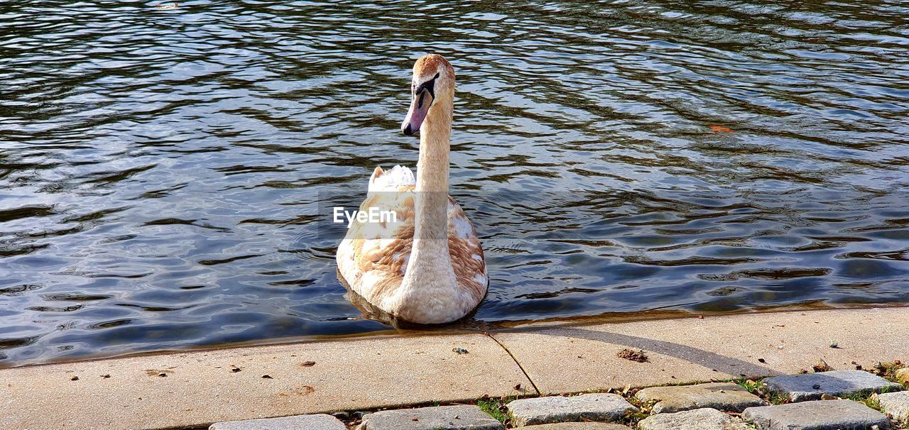 HIGH ANGLE VIEW OF A SWAN IN LAKE