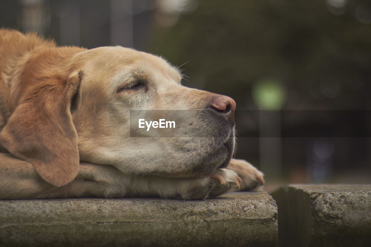 CLOSE-UP OF A DOG SLEEPING ON FLOOR