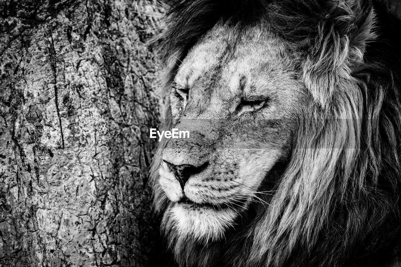 Close-up of male lion beside scratched tree