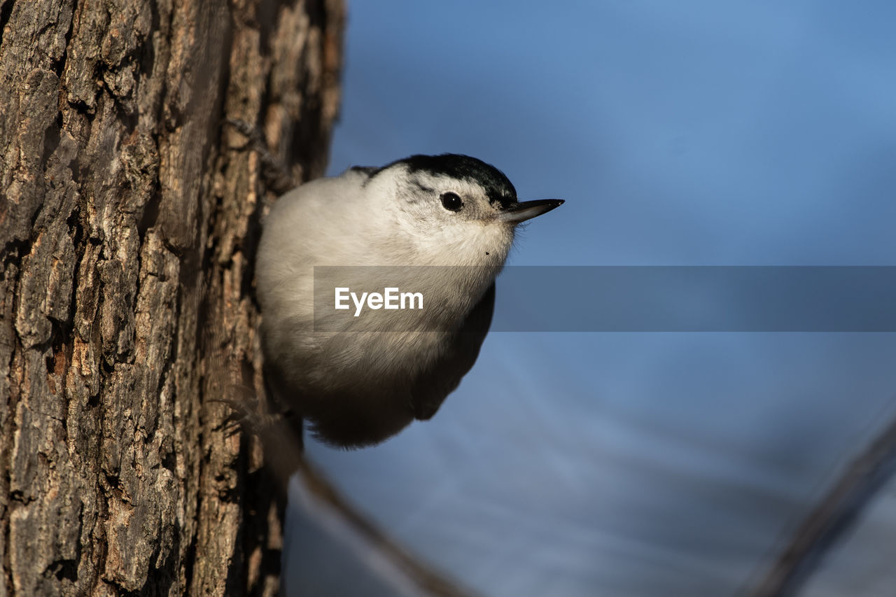 A white-breasted nuthatch, sitta carolinensis