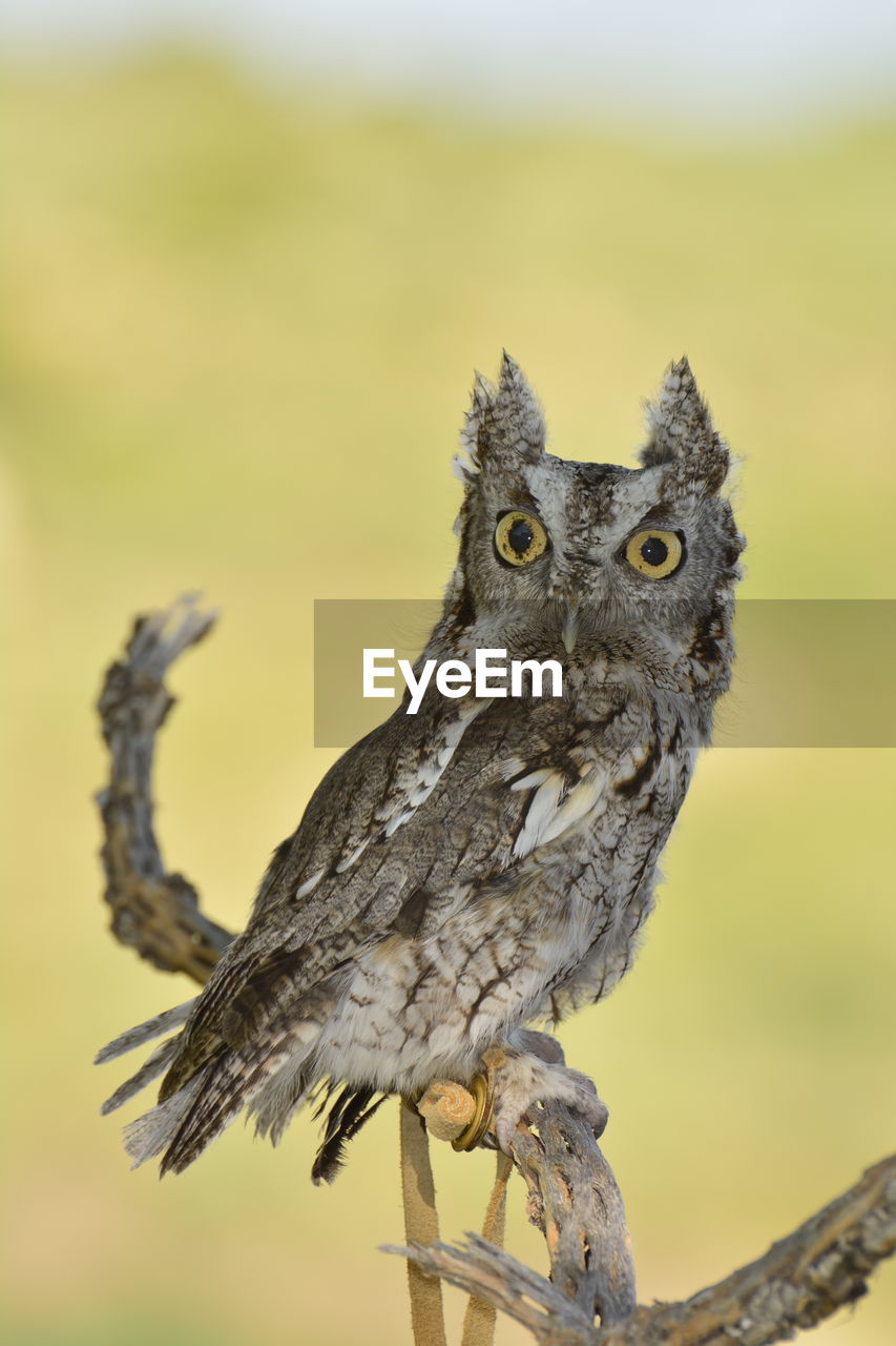 Close-up of owl perching on branch 