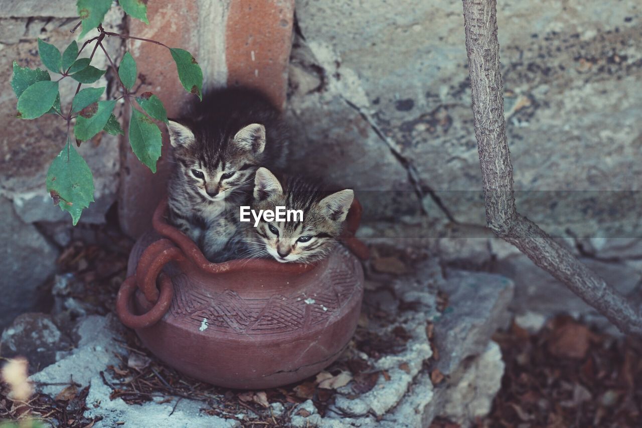 Close-up of kitten sitting outdoors in pot