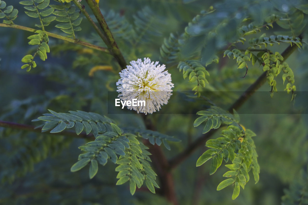 A flower from the round and beautiful mimosa pudica tree.