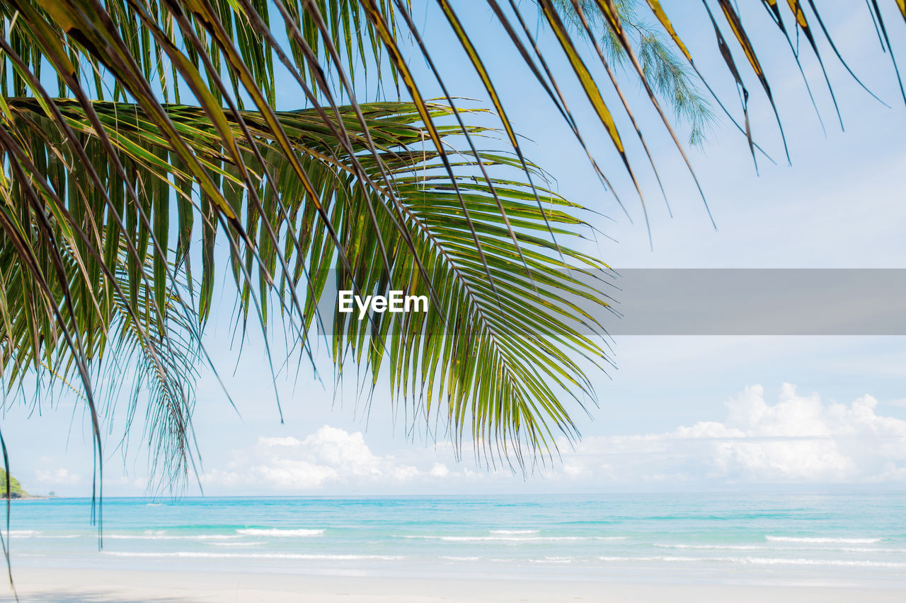 PALM TREE ON BEACH AGAINST SKY