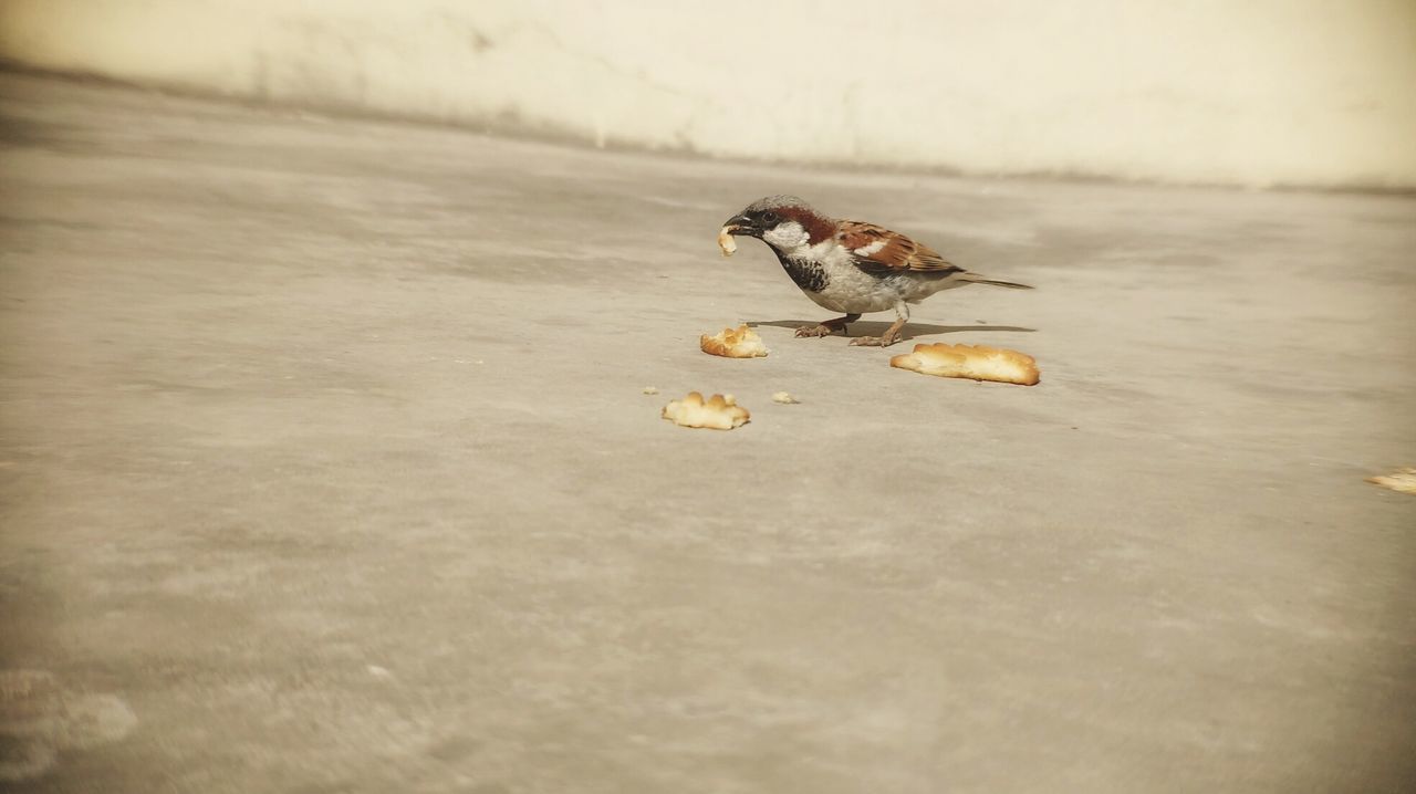 CLOSE-UP OF BIRD EATING FOOD AT WATER