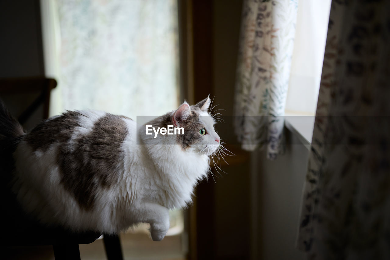 White cat standing on dining table ready to jump towards window 