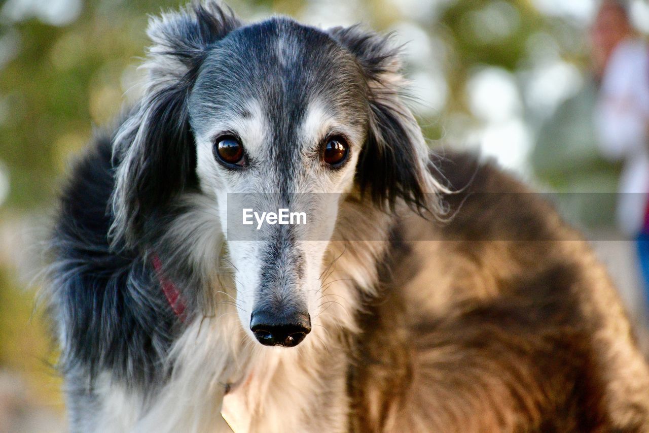 CLOSE-UP PORTRAIT OF DOG AT HOME