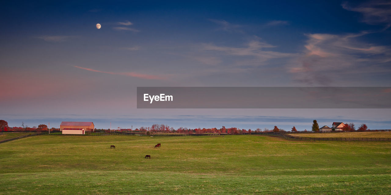 Thoroughbred horses grazing on late autumn grass in the afternoon.