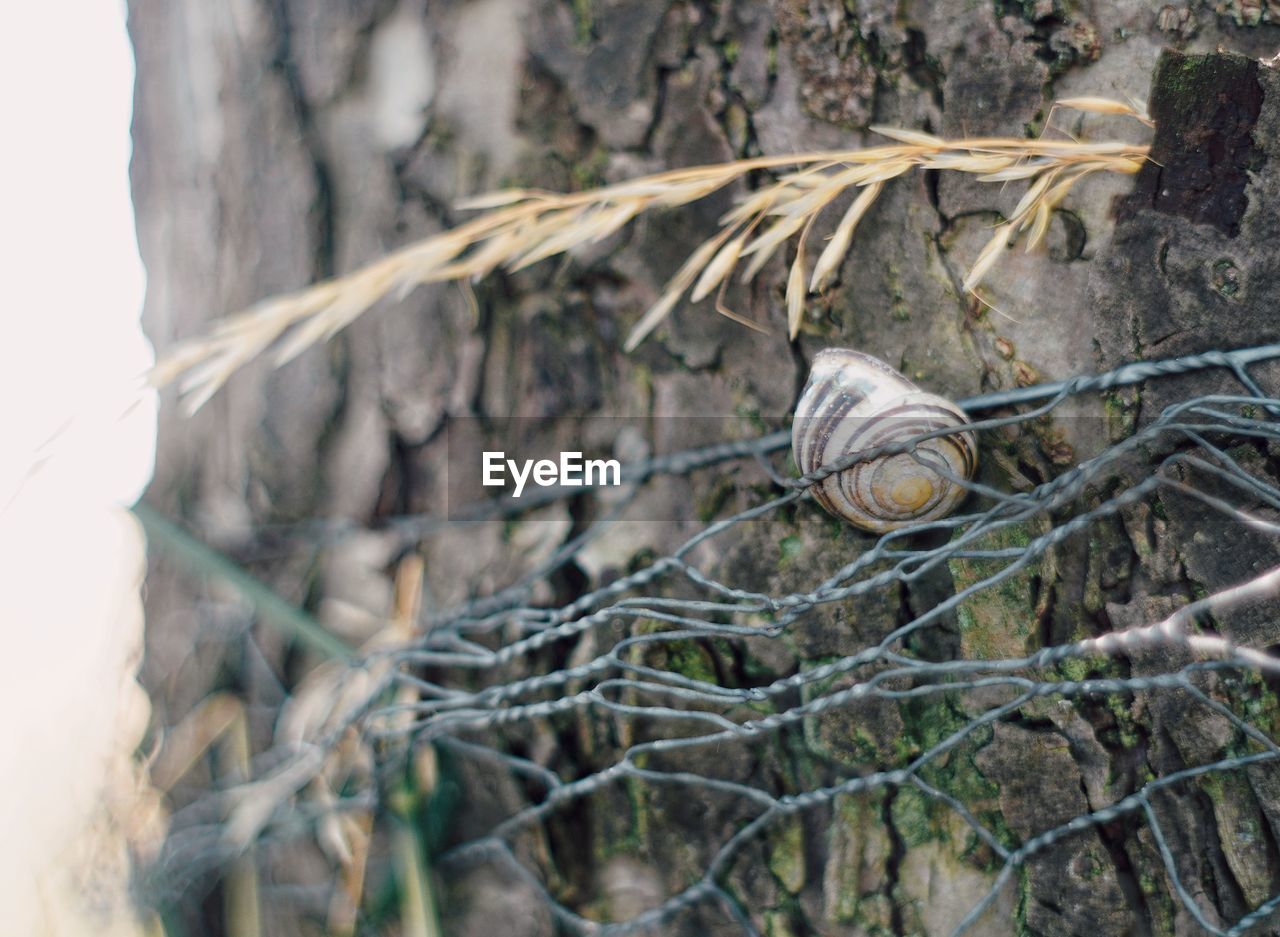 CLOSE-UP OF SNAIL ON PLANT