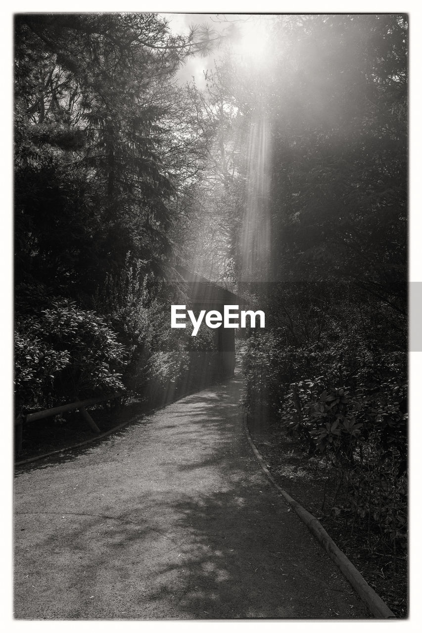 tree, nature, tranquility, no people, sunlight, forest, day, outdoors