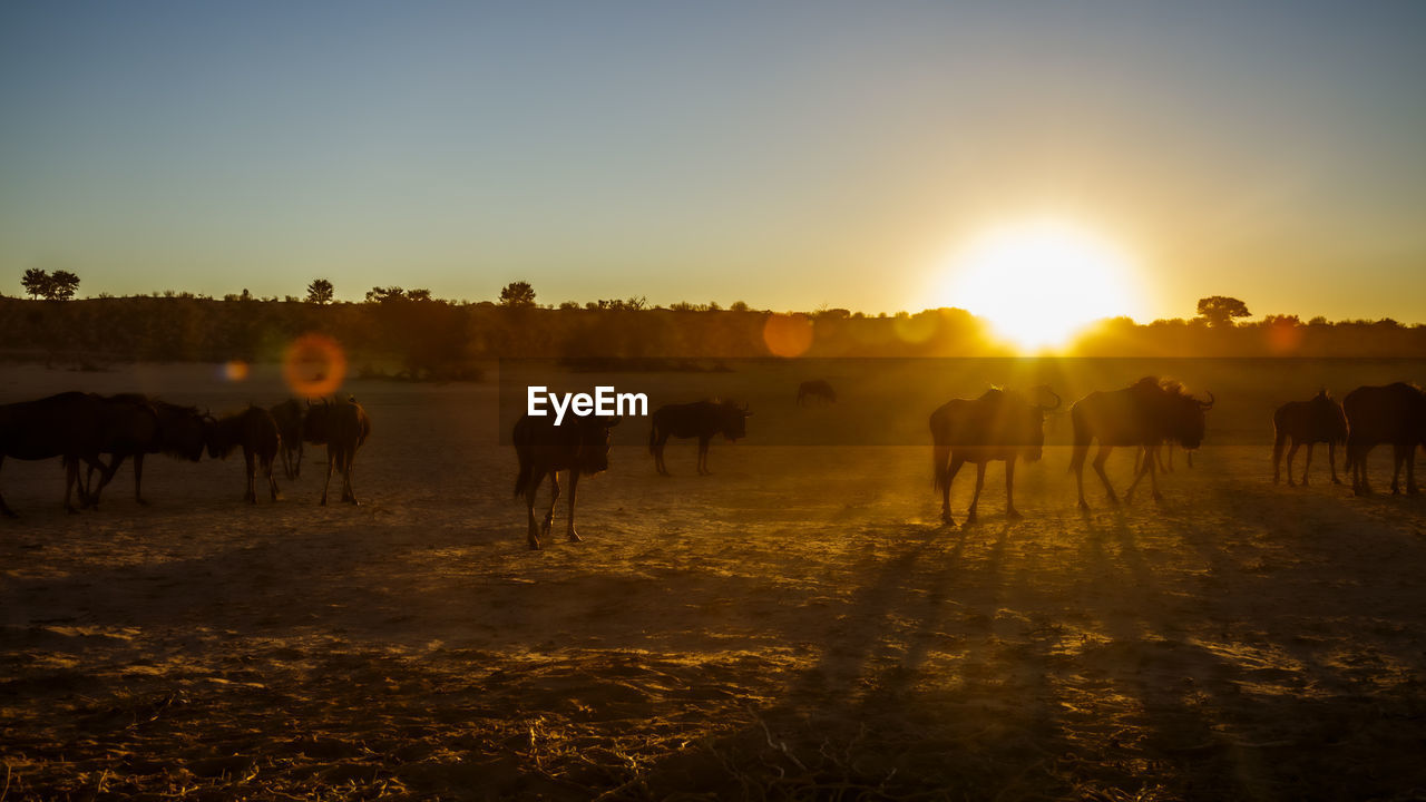 group of horses on field during sunset
