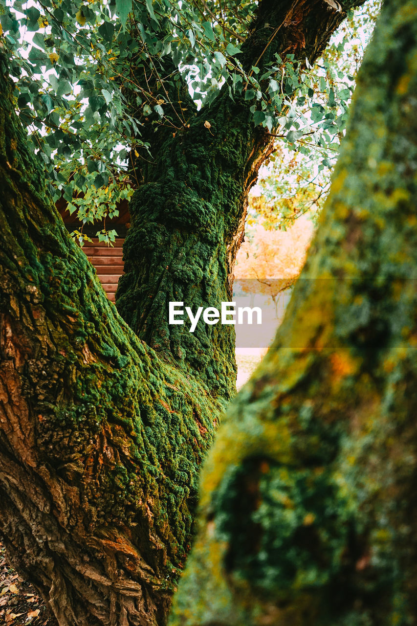 CLOSE-UP OF TREE TRUNK WITH MOSS