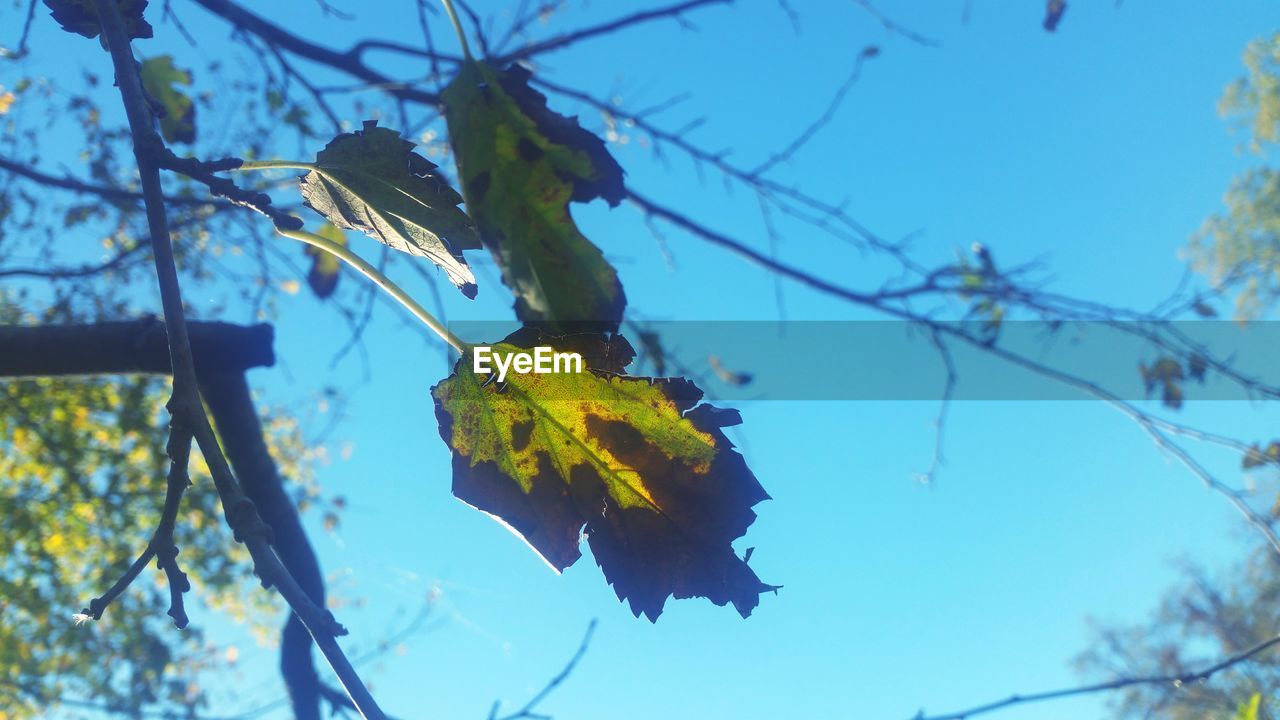 LOW ANGLE VIEW OF TREES AGAINST BLUE SKY