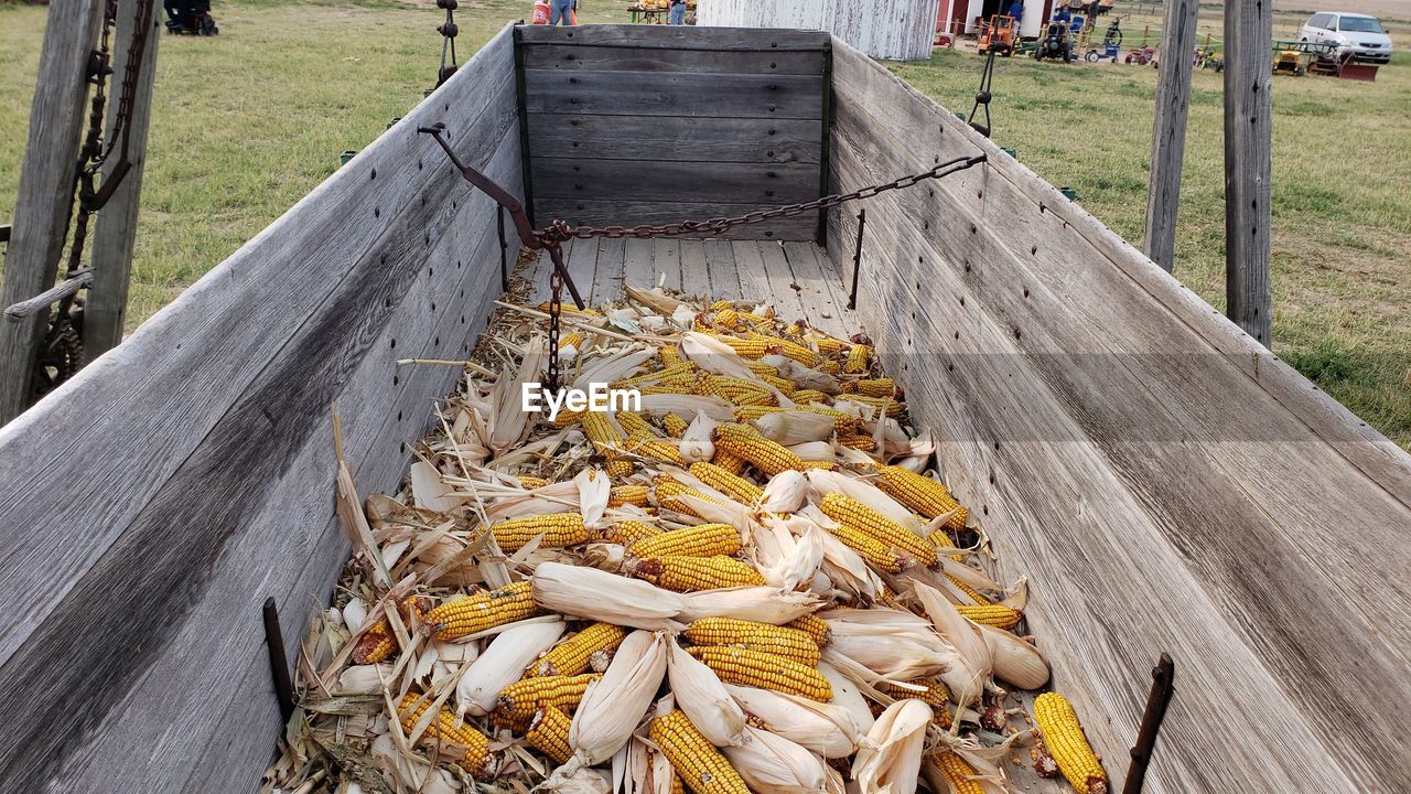 High angle view of corn on field