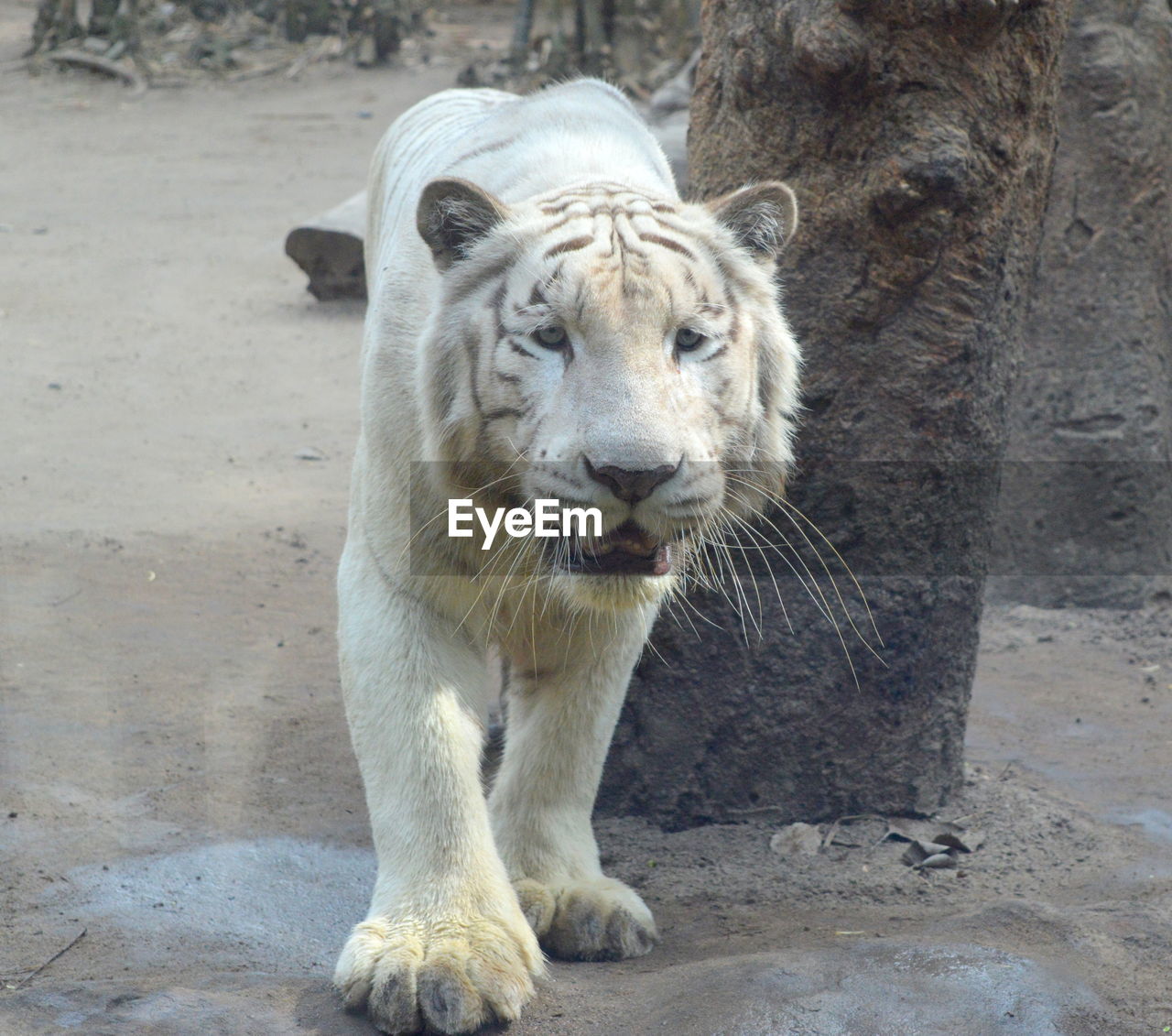 PORTRAIT OF WHITE CAT IN ZOO AT YARD