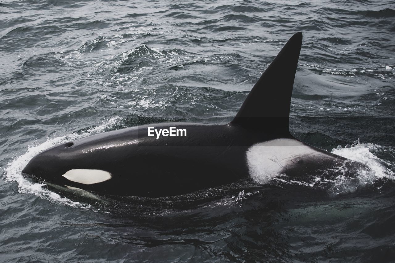 Blackfish orca