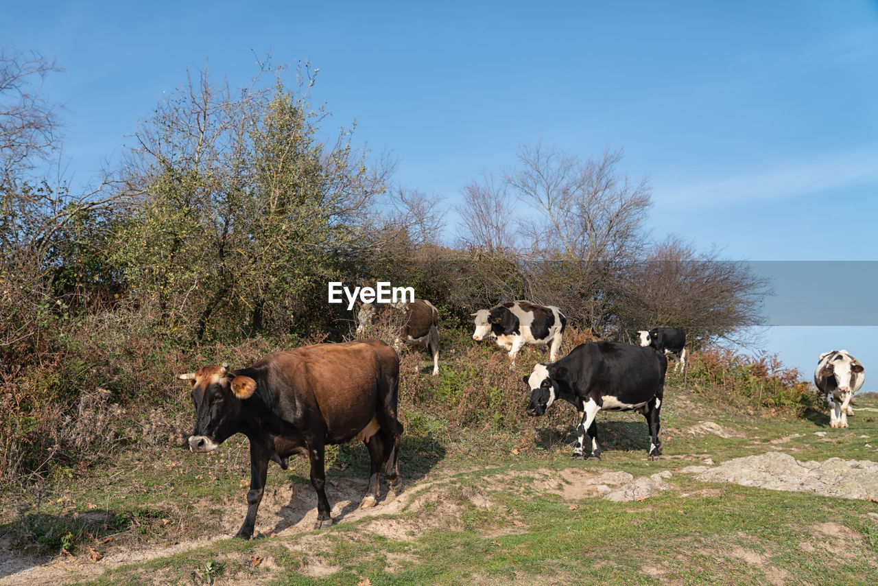 COWS STANDING IN THE FIELD