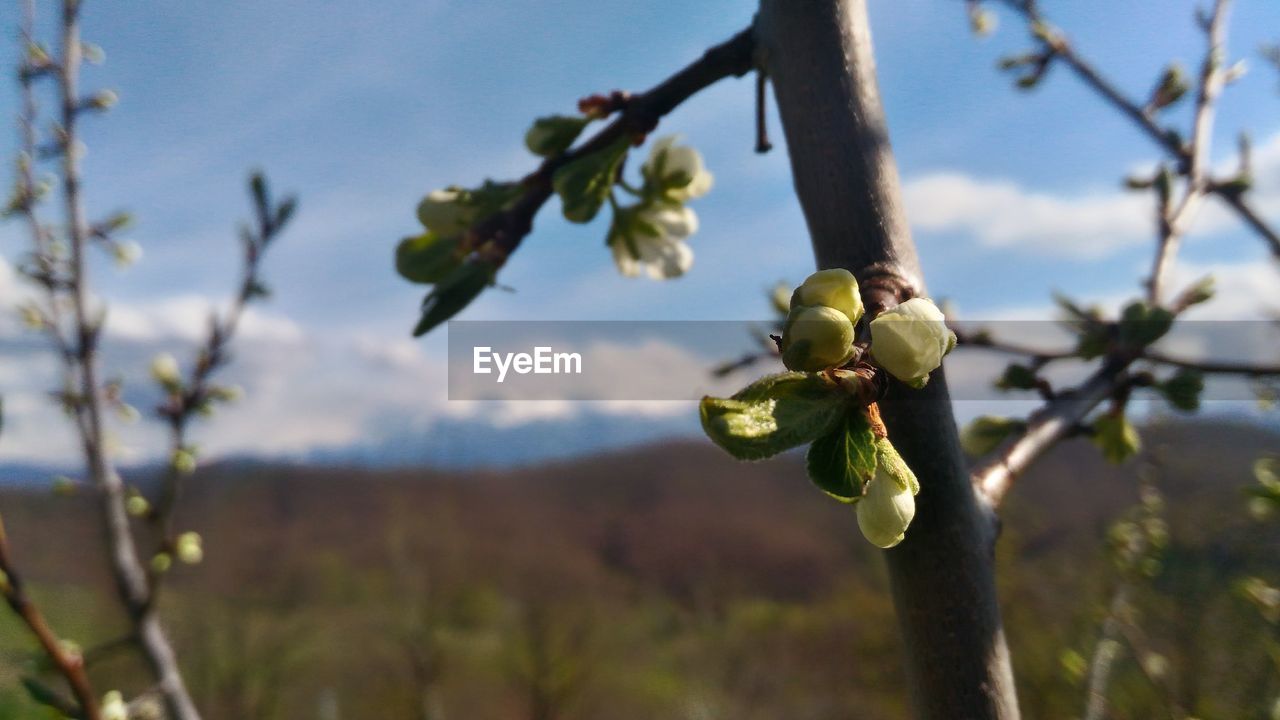 LOW ANGLE VIEW OF FRESH TREE AGAINST SKY