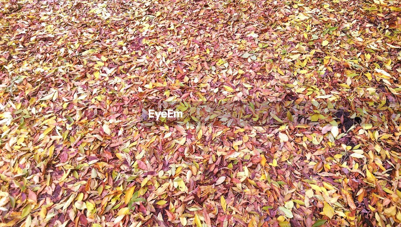 LEAVES ON FIELD