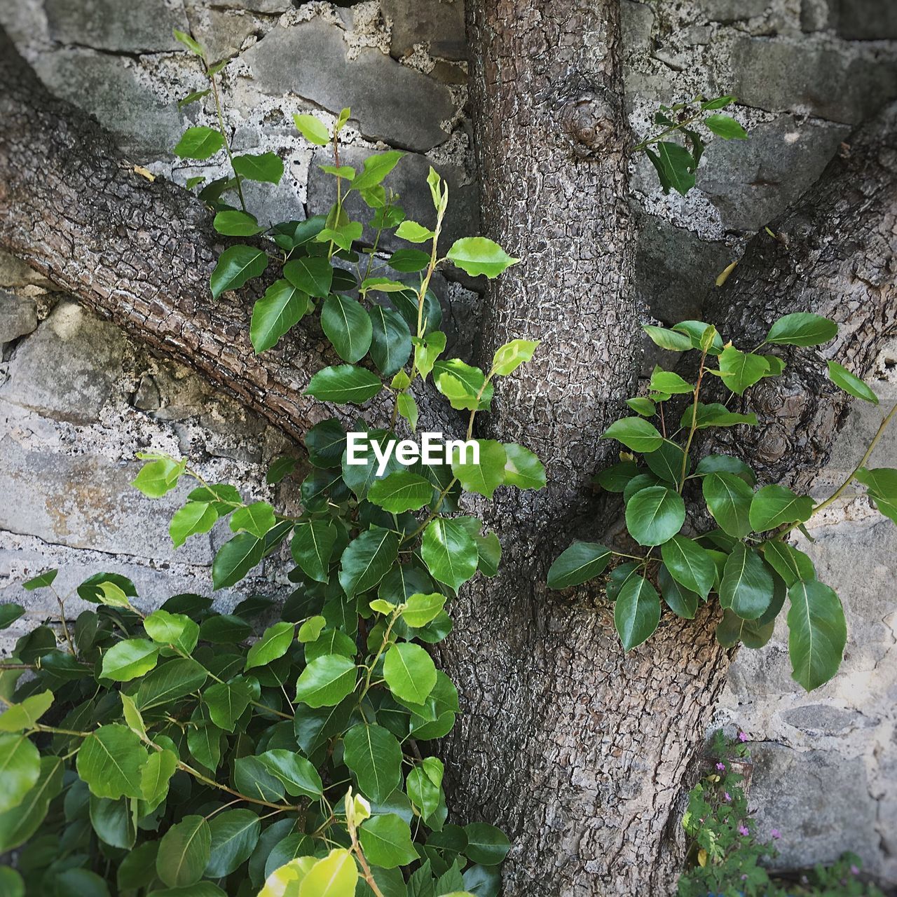 Close-up of ivy growing on tree trunk