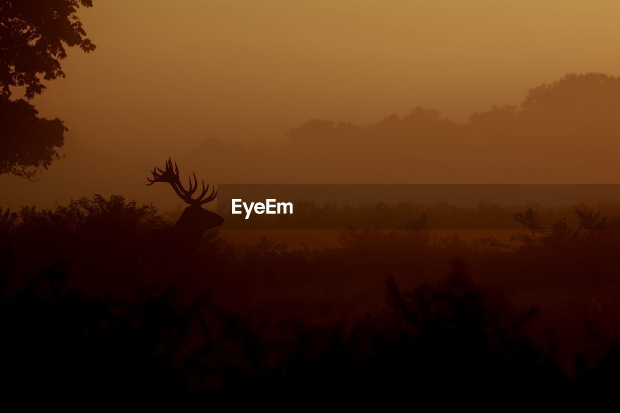 A red deer stag at the crack of dawn