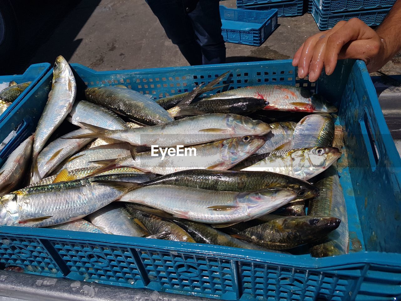 High angle view of fish for sale at market