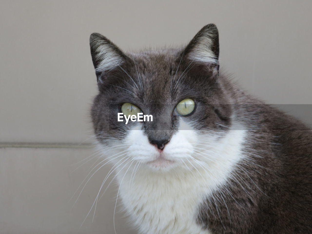 Close-up portrait of cat against wall