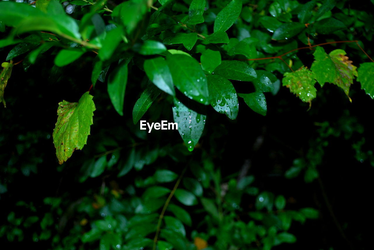 Close-up of wet leaves