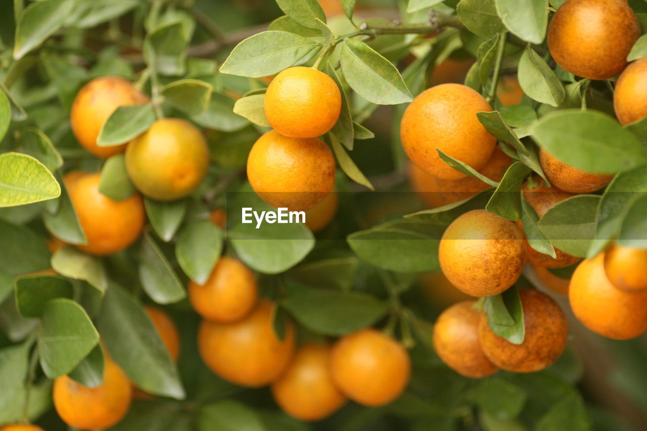 High angle view of fruits growing on tree