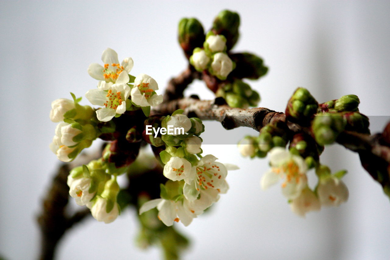 Close-up of white flower and buds against wall