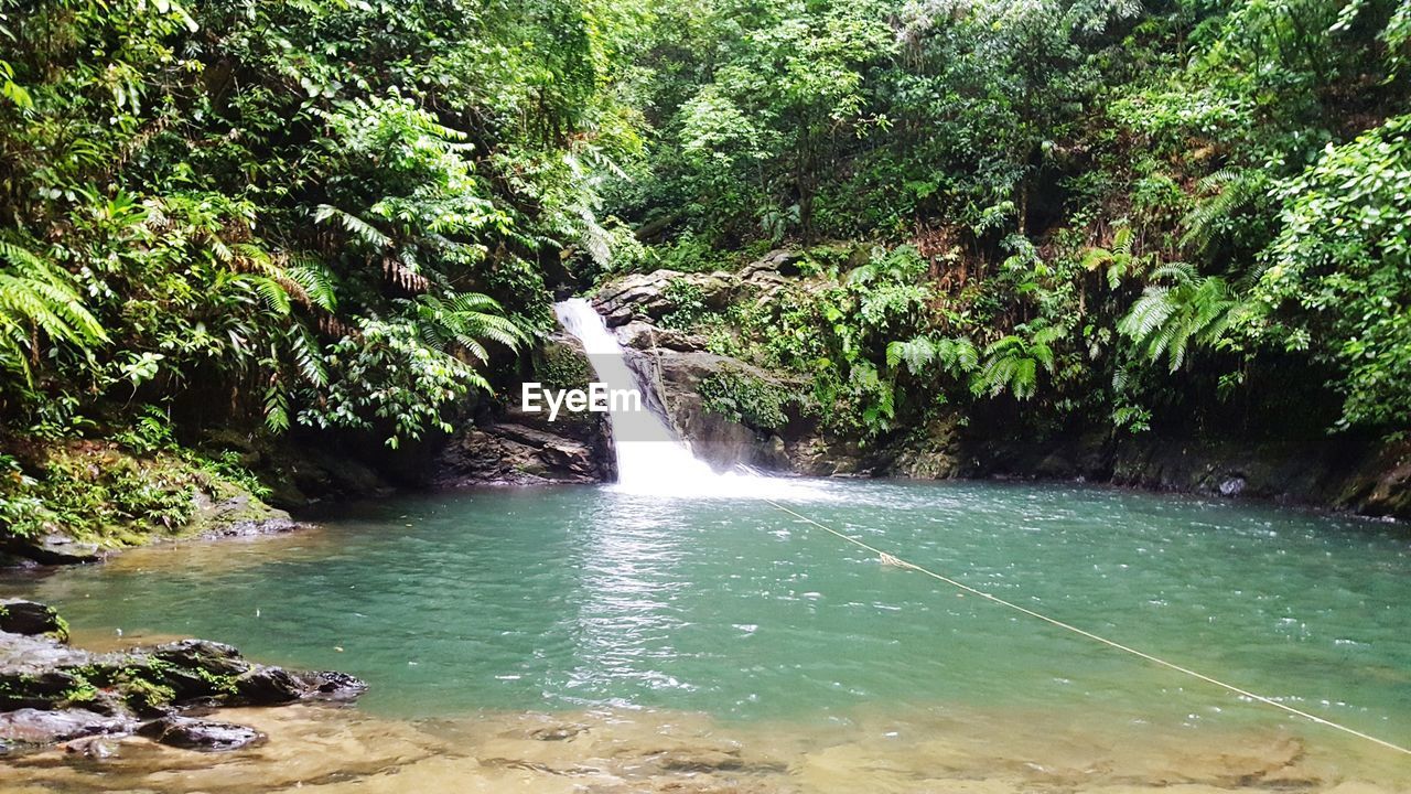 VIEW OF WATERFALL IN FOREST