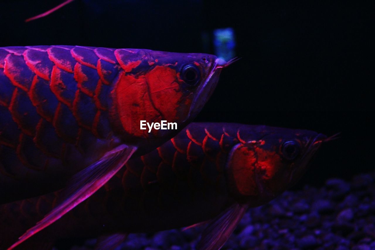 Close-up of fish swimming in aquarium