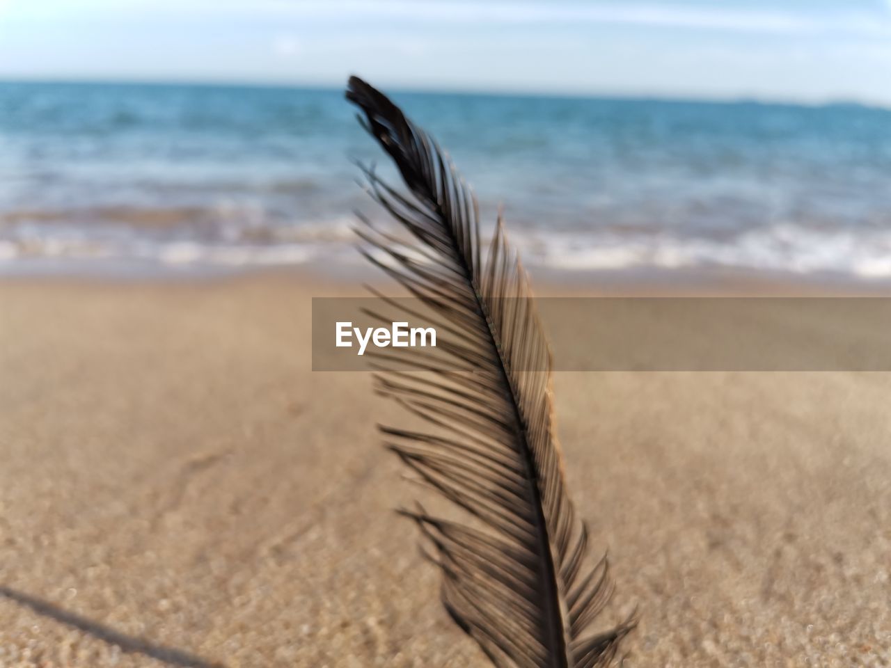 CLOSE-UP OF FEATHER ON SAND