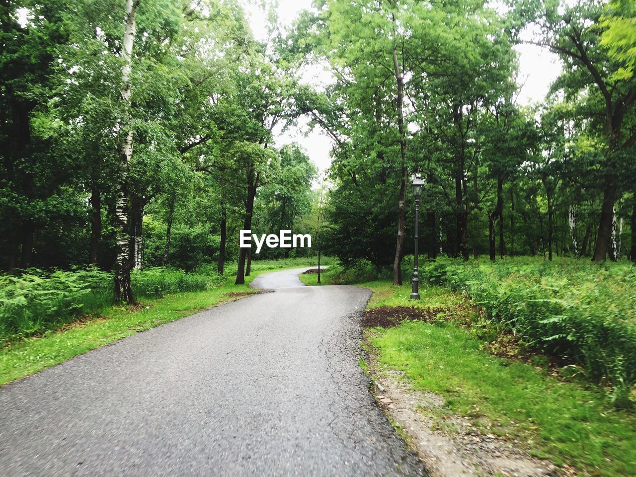 SCENIC VIEW OF ROAD IN FOREST