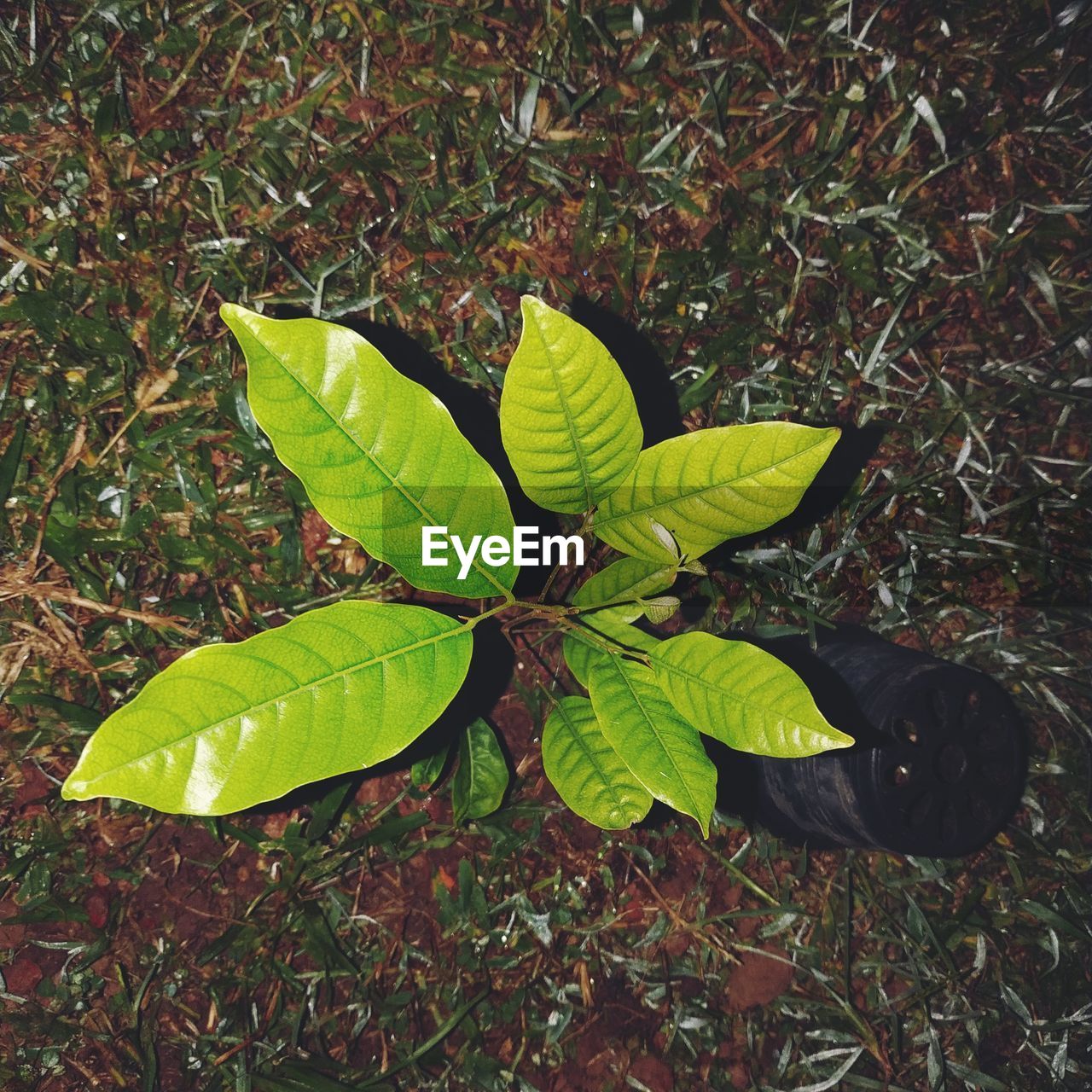 HIGH ANGLE VIEW OF FRESH GREEN LEAVES ON FIELD