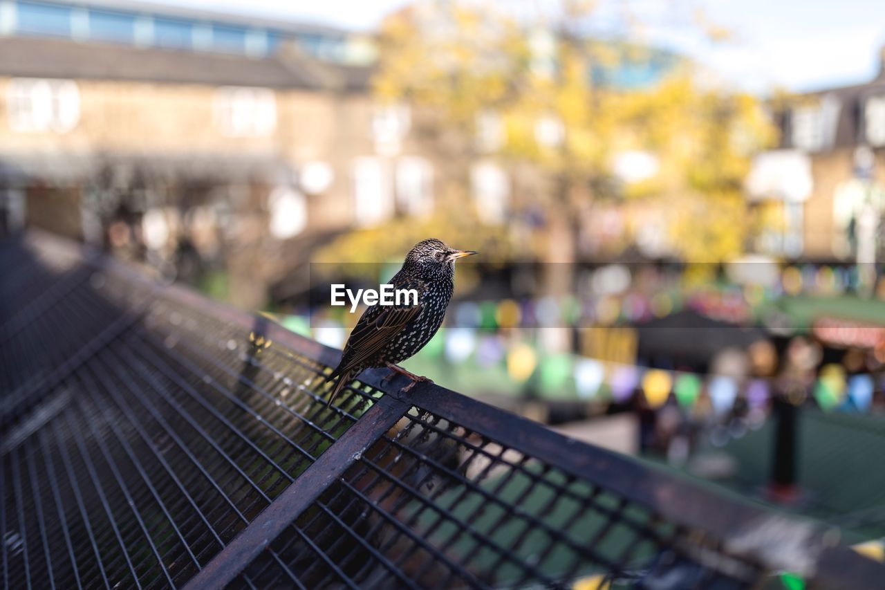 Close-up of bird perching on fence