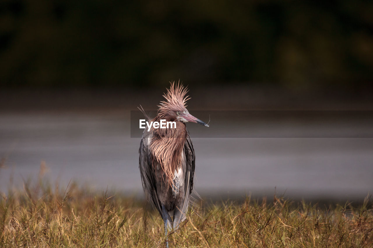 Funny reddish egret wading bird egretta rufescens having a bad hair day with ruffled feathers 