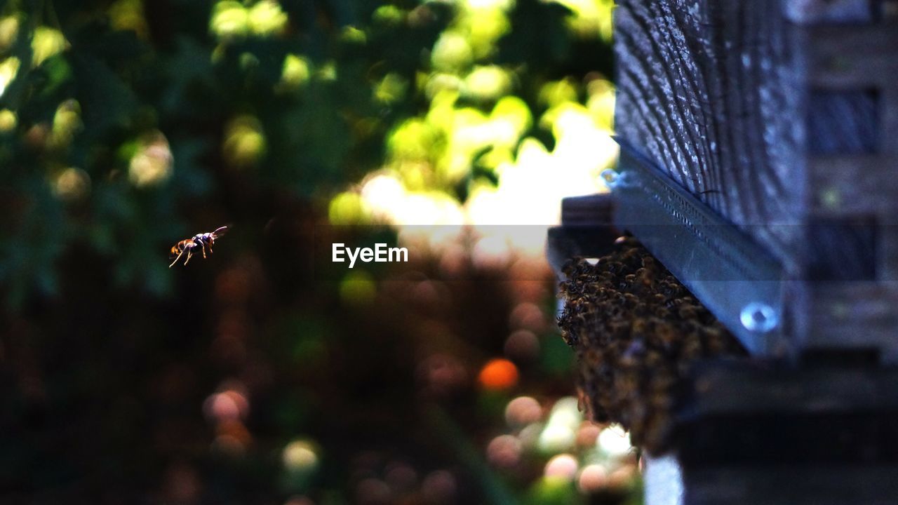 Close-up of hornet and bees against blurred background