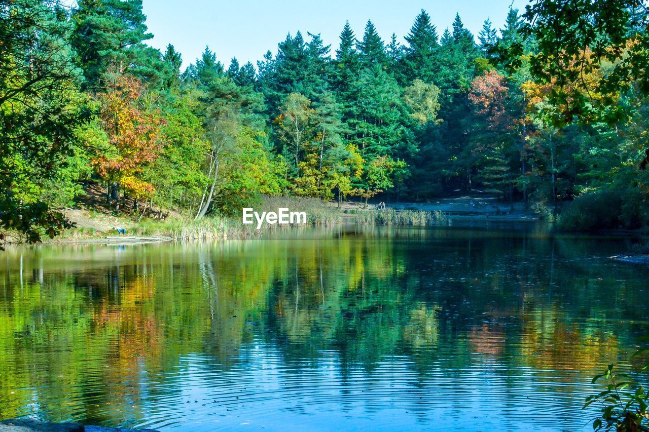 SCENIC VIEW OF LAKE BY TREES IN FOREST