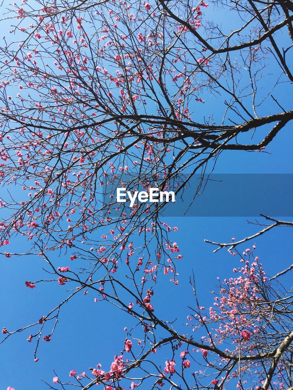 Low angle view of plum blossoms against blue sky