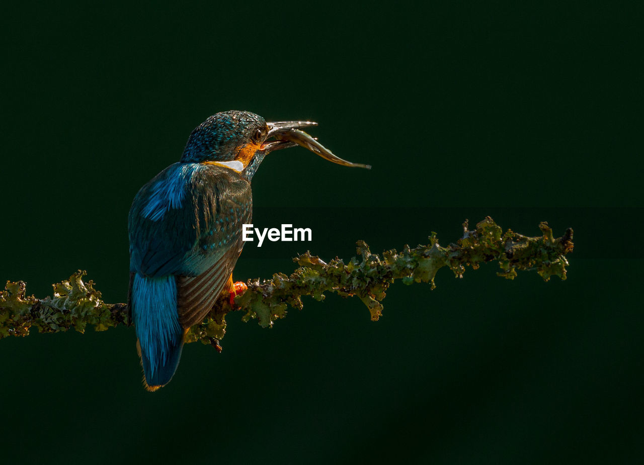 Kingfisher with dead fish in beak perching on branch