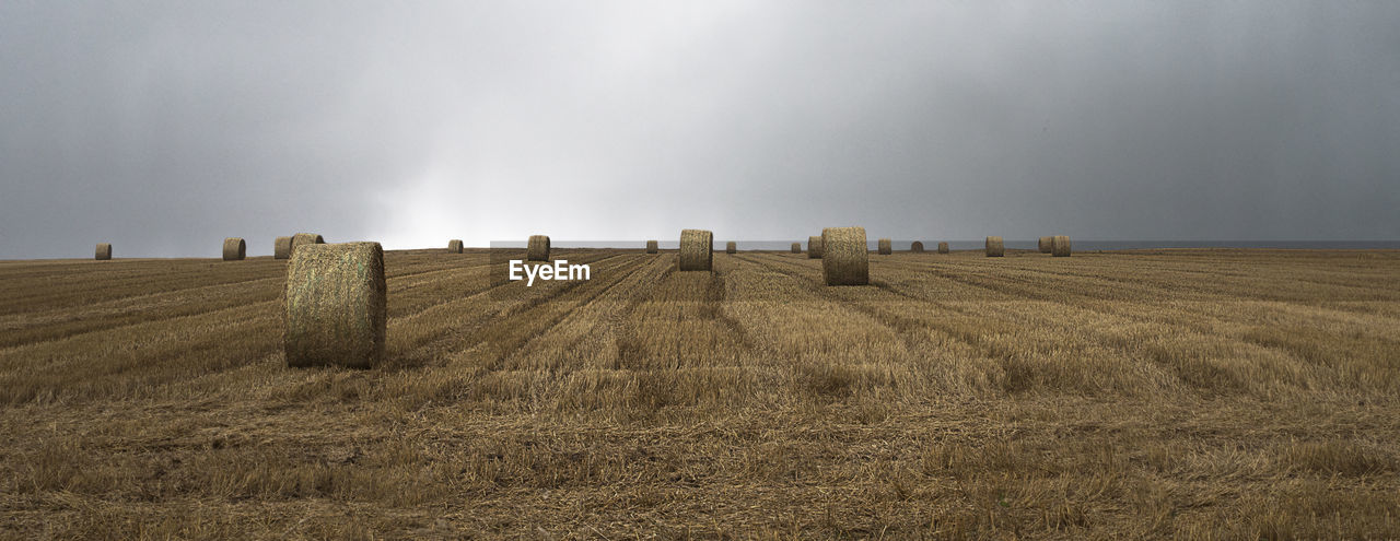 Panoramic shot of hay bales in field