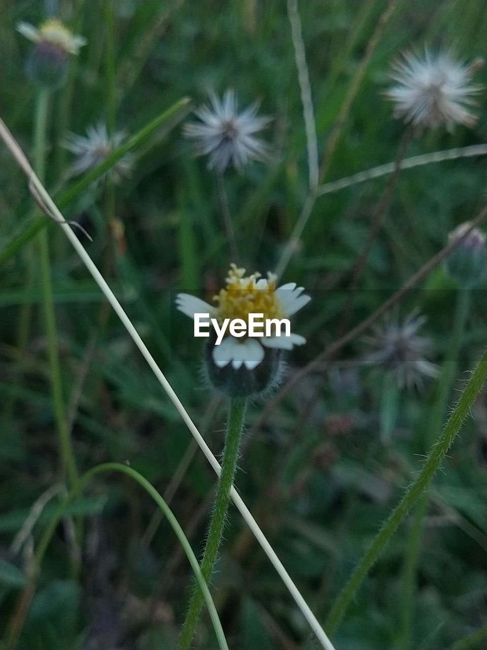 flower, plant, flowering plant, beauty in nature, freshness, nature, fragility, close-up, growth, flower head, no people, inflorescence, focus on foreground, petal, wildflower, white, meadow, botany, day, outdoors, prairie, green, daisy, plant stem, animal wildlife