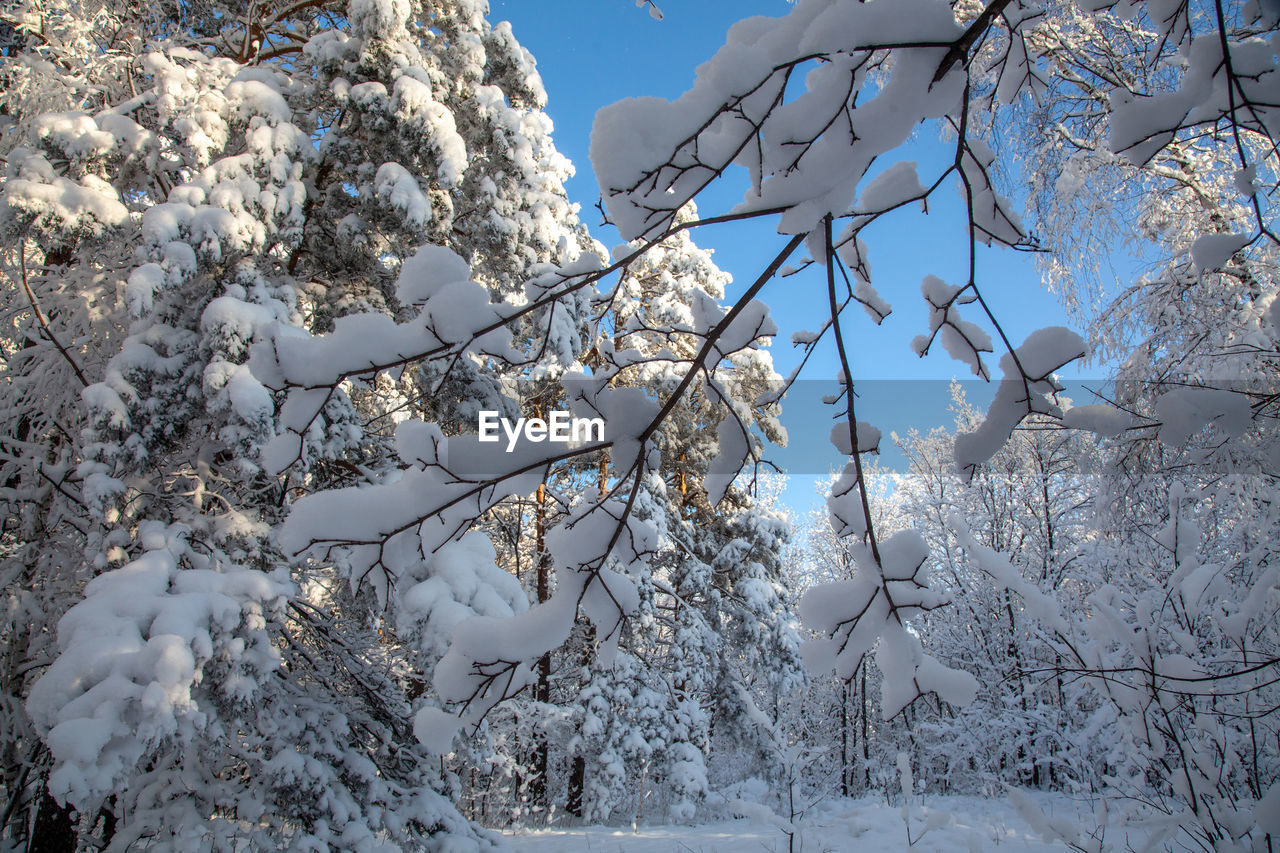 LOW ANGLE VIEW OF CHERRY TREE AGAINST SNOW COVERED PLANTS