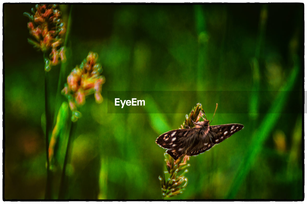 Close-up of butterfly perching on plant